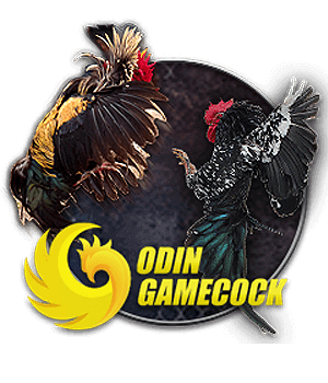 Đá Gà 24n Odin Gamecock